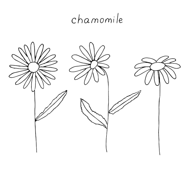 Vector daisy set vector illustratie handtekening