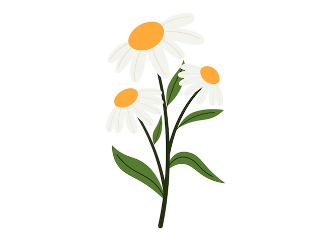 Vector daisy spring blossom flowers illustration