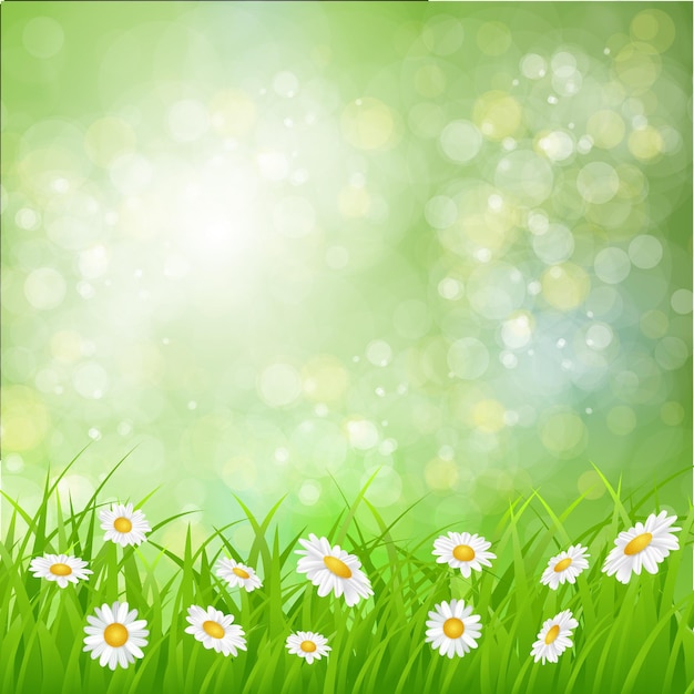 Daisy summer background