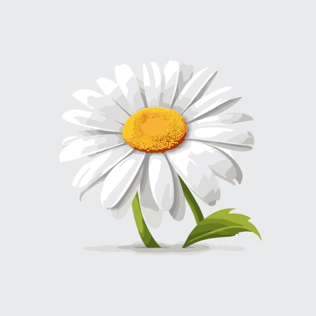 Daisy vector on white background