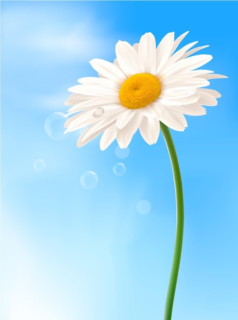 daisy vector