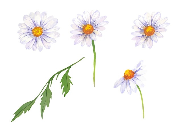 Vector daisy watercolor illustration chamomile bouquet