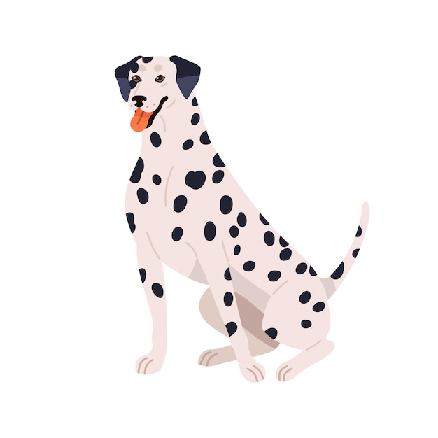 dalmatian breed cute spotted dog happy purebred doggy sitting friendly pretty canine animal with bicolor plain coat spotty pattern flat vector illustration isolated on white background