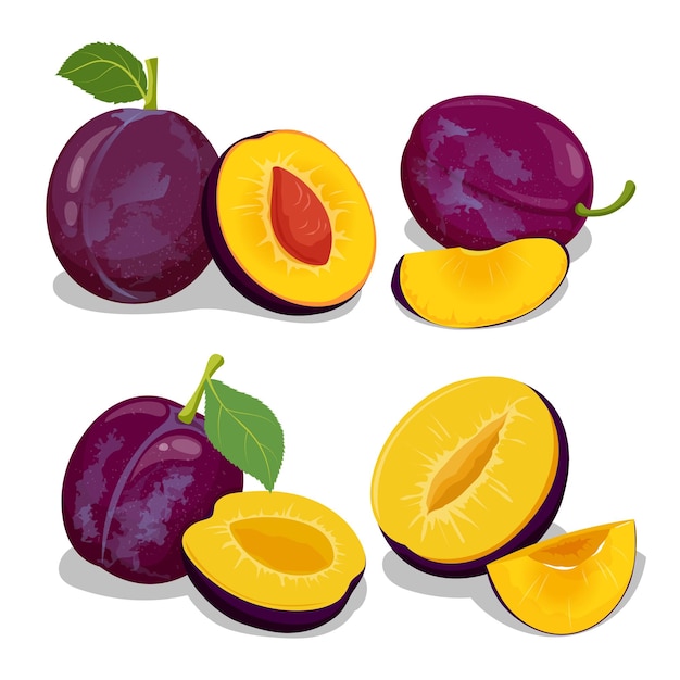 Vector damsons european plum piece and whole fruits