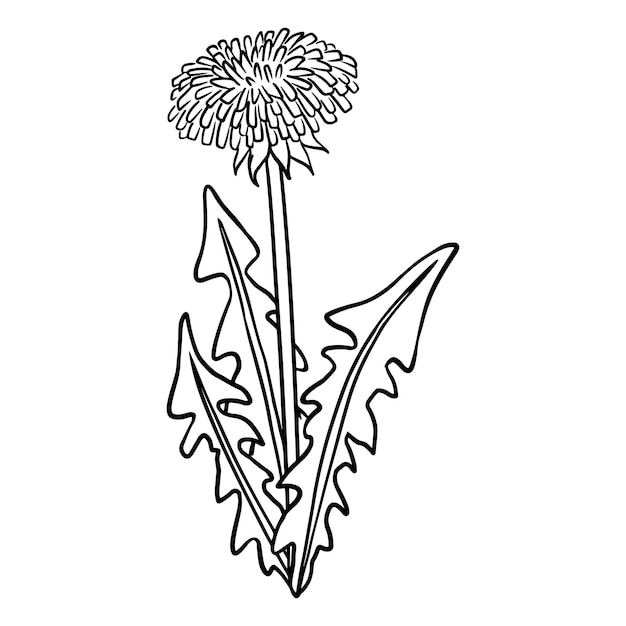 Dandelion botanical lineart vector icon Summer flower comic style image Hand drawn isolated lineart illustration for prints designs cards Web and mobile