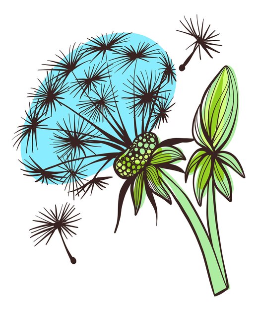 Dandelion bud and flower green spring plant drawing