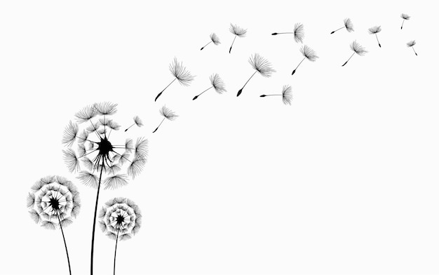 Dandelion drawing with a white background