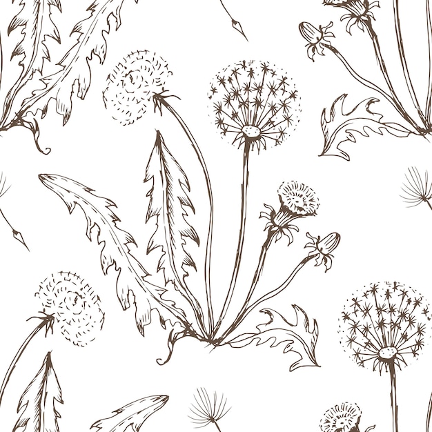 Vector dandelion flowers wildflowers hand-drawn illustration.