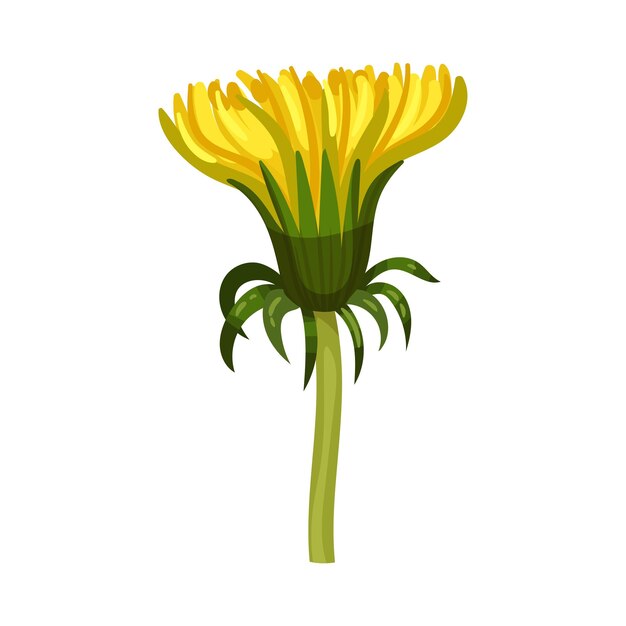Dandelion gele bloem op stengel geïsoleerd op witte achtergrond Vector illustratie