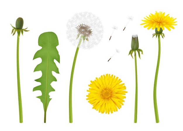 Dandelion Realistic yellow flower with leaf beautiful dandelion with transparent parts decent vector illustration isolated