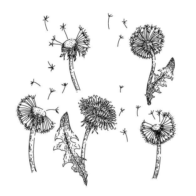 Vector dandelion set sketch hand drawn vector