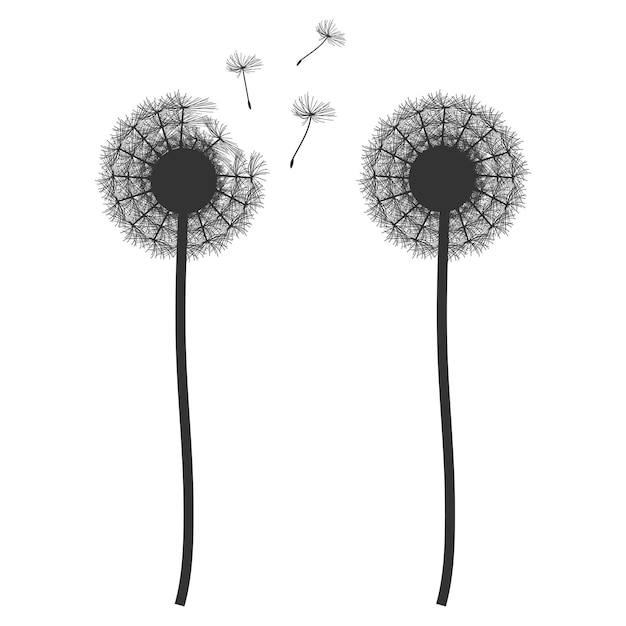 Dandelion vector black silhouettes isolated on a white background