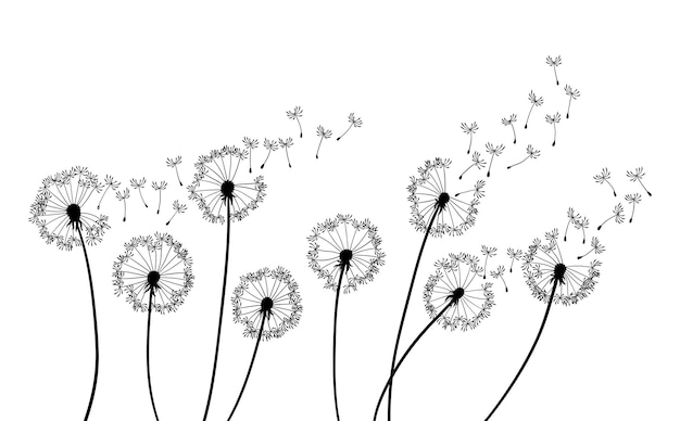 Dandelion wind blow background. Black silhouette with flying dandelion buds on a white. Abstract flying seeds. Floral scene design.