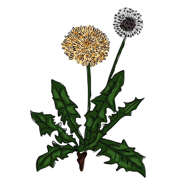 Dandelion with green leaves cartoon sketch on a white background