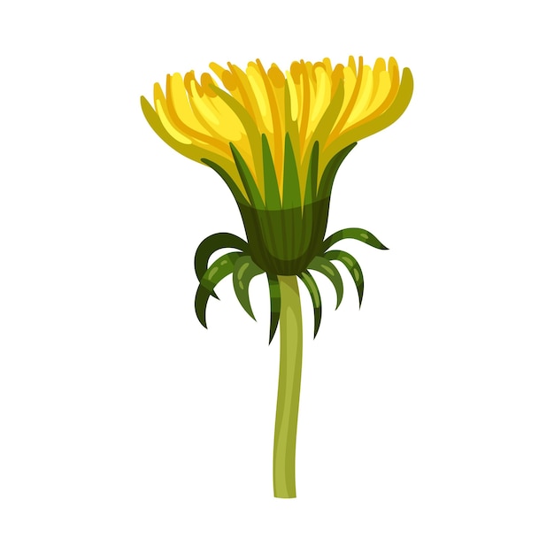白い背景のベクトルイラストに隔離された茎のダンドレオン黄色い花