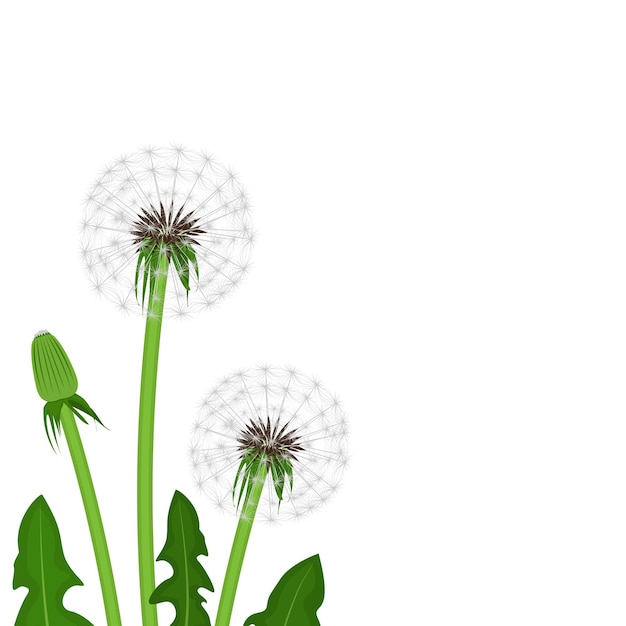 Vector dandelions lente achtergrond vector illustratie