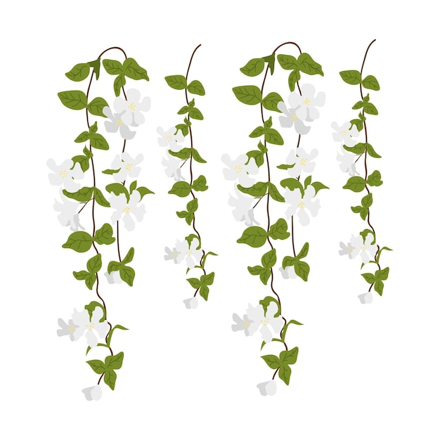 Vector dangling flower element illustration of home hanging leaves of plant string of nickels isolated on