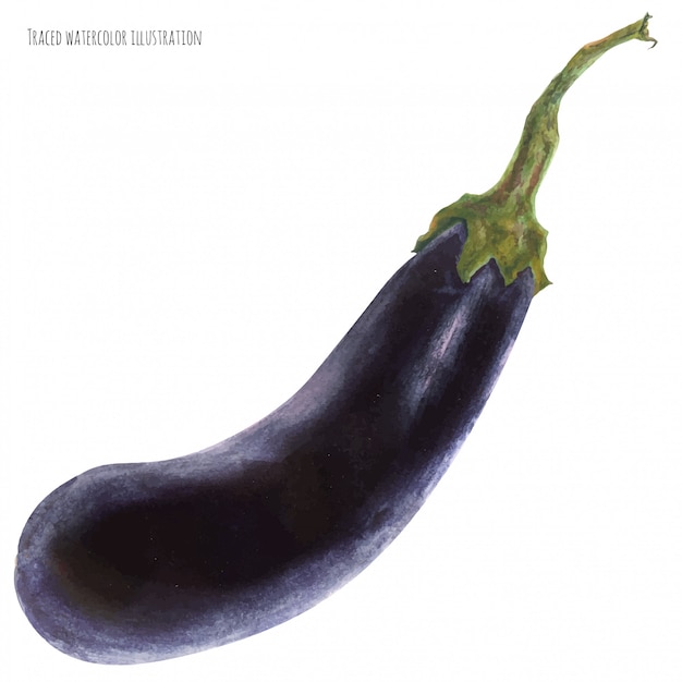 Dark blue aubergine or eggplant, watercolor