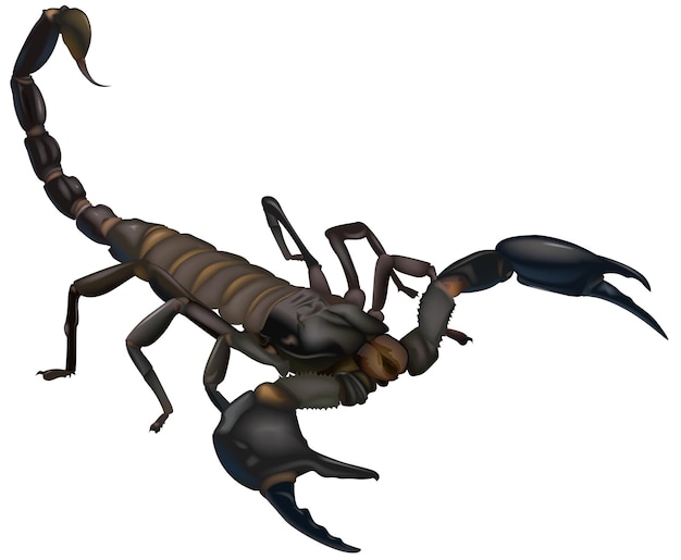 Vector dark brown scorpion with stinger held high