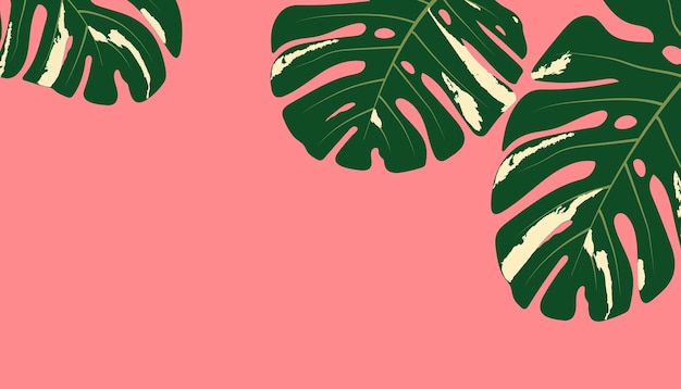 Vector dark green monstera leaves on pink background with copy space or empty big and small leaf