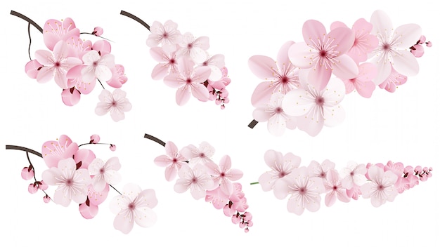 Dark and light pink sakura  flowers.