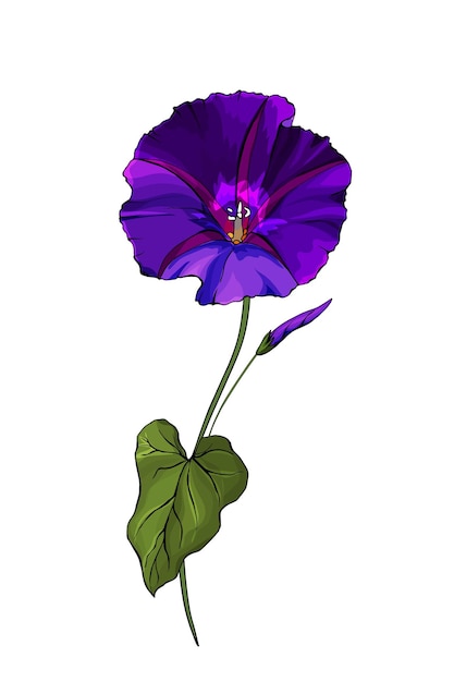 ベクトル 緑の葉と茎に濃い紫色の花ヒルガオ