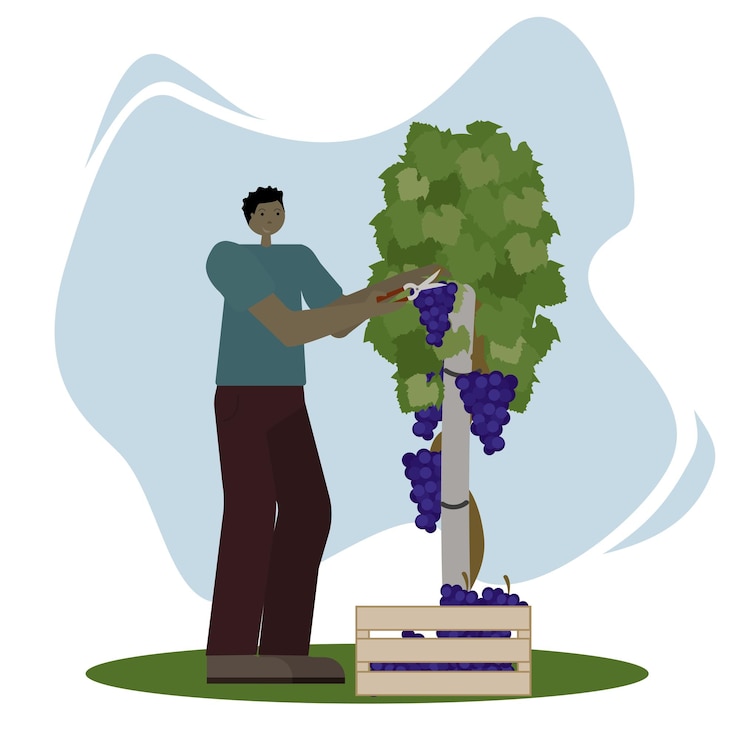 Vector a darkskinned man picking grapes from a vine in a vineyard