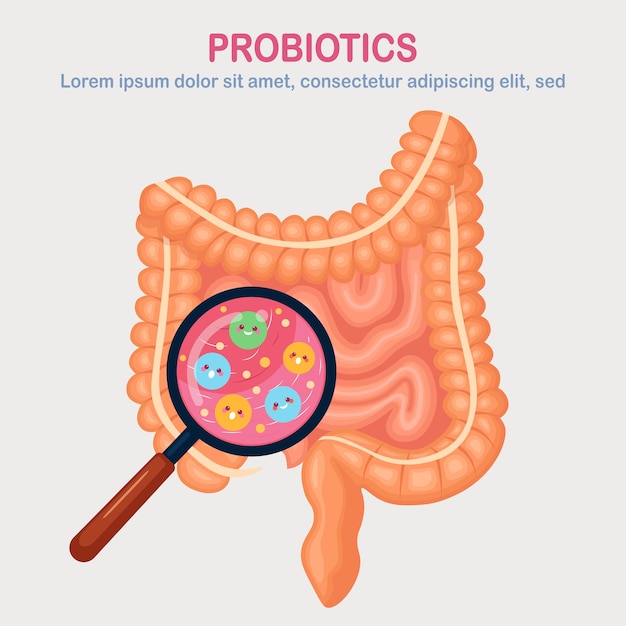 Vector darmen, ingewandenflora op witte achtergrond. spijsverteringskanaal met schattige bacteriën, probiotica, virussen, micro-organismen, vergrootglas. geneeskunde, biologie concept. colon, darm