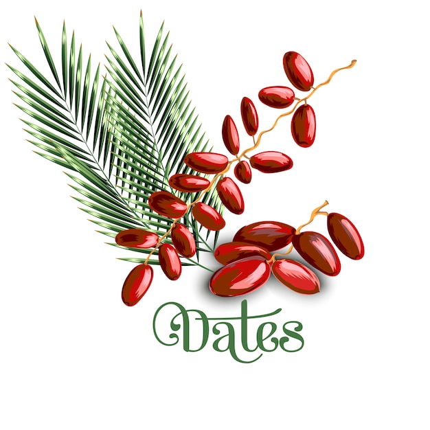 Dates fruit with olive leaves