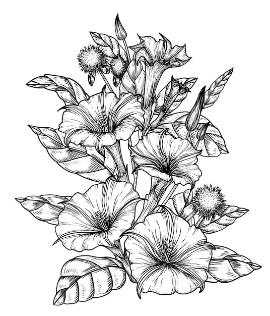 Datura flower bush in engraving style