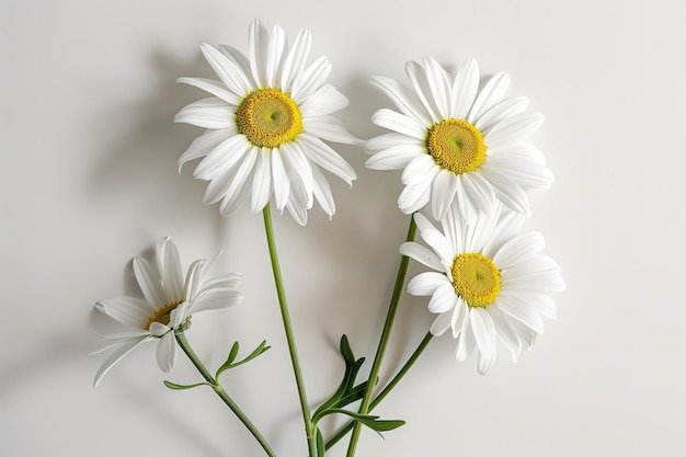 Dauphines bloem diy schilderen schilderen hobbyisten madeliefjes schilderen in de stijl van donkergrijs en groen
