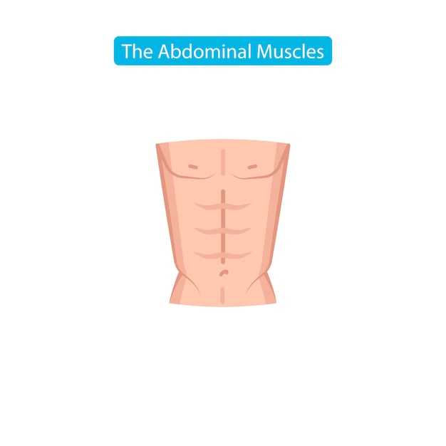 De buikspieren passen pictogram perfecte buikspieren van bodybuilder atletische man torso platte pictogram vectorillustratie voor apps website media print geïsoleerd op witte achtergrond