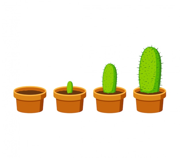 De de cactusgroei van fazaten die op witte achtergrond wordt geïsoleerd