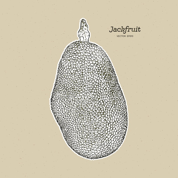 De jackfruit, ook bekend als jack tree, hand tekenen schets vector.