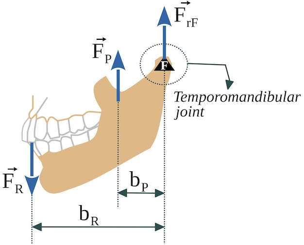 Vector de mandibulaire hefboom