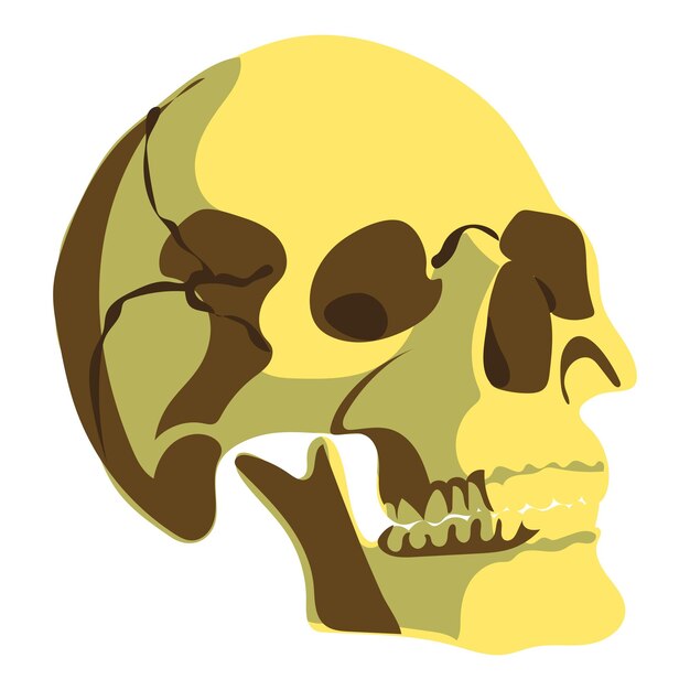 Vector de menselijke schedel is zijwaarts en in kleur vector illustratie van drie tinten van bruine natuurlijke schedel