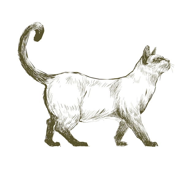 De stijl van de illustratietekening van kat