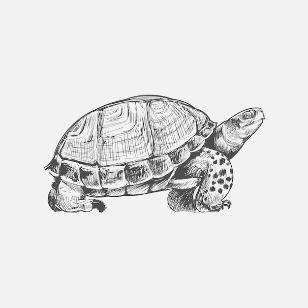 De stijl van de illustratietekening van schildpad