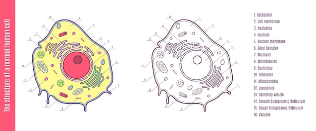 Vector de structuur van een normale menselijke cel