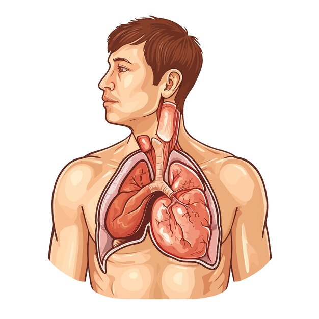 De_thymus_is_een_belangrijke_p_van_de_lichamen