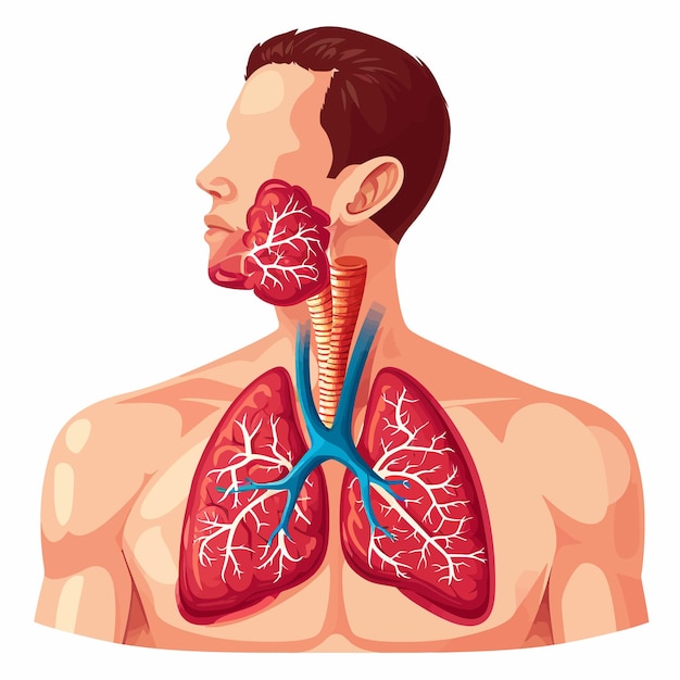 Vector de_thymus_is_een_belangrijke_p_van_de_lichamen