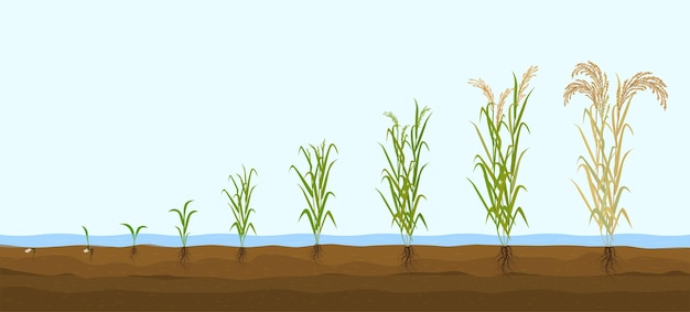 De vlakke samenstelling van rijstproducten met een reeks afbeeldingen die de plantengroei tonen van spruit tot hoge struik vectorillustratie