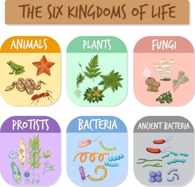 Vector de zes koninkrijken van het leven
