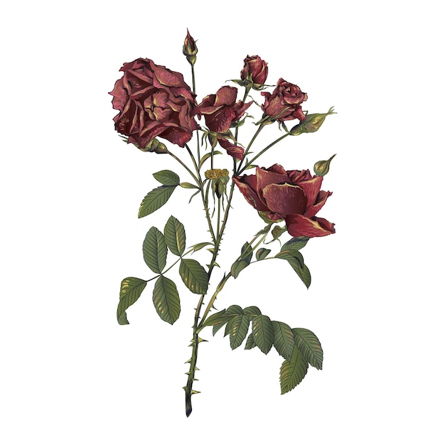 dead rose botanical vector illustration