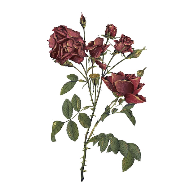 Vector dead rose botanical vector illustration