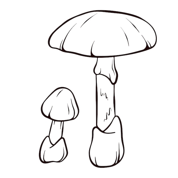 Vector the death cap inedible mushroom in line art style amanita phalloides sketch icon vector illustration isolated on white background