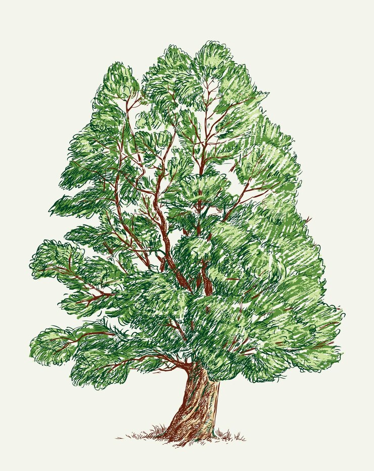 Vector deciduous tree in the summer