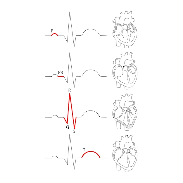 Vettore decifrare il cardiogramma del cuore illustrazione anatomica medica in stile lineare doodle