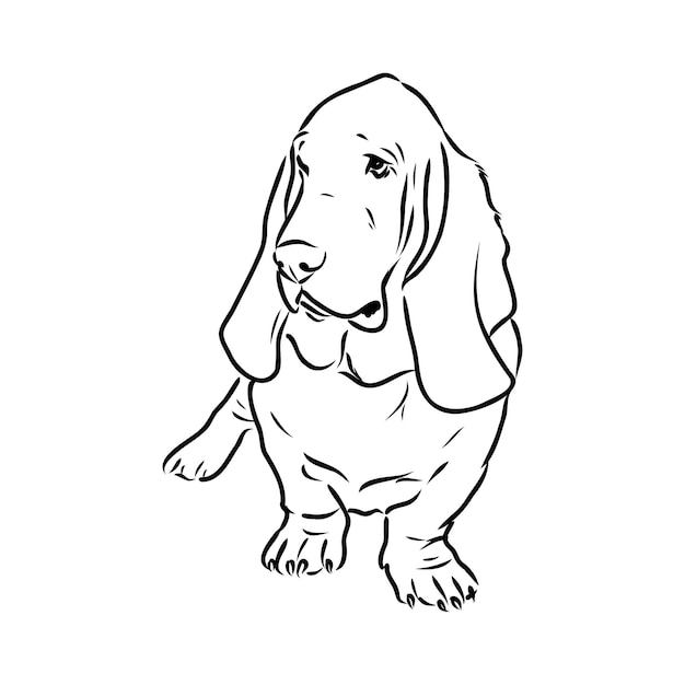 Decoratief contourportret van staande in profiel basset hound vector geïsoleerde illustratie