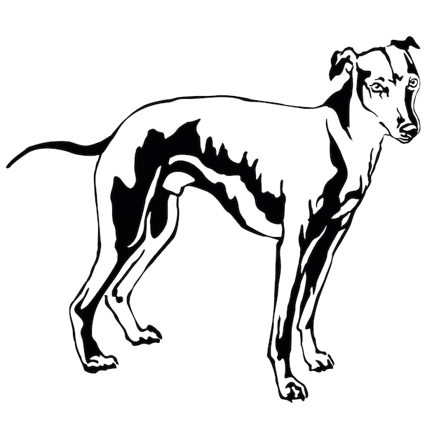 Decoratief portret van staande in profiel hond Whippet (Sight hound), vector geïsoleerde illustratie in zwarte kleur op witte achtergrond